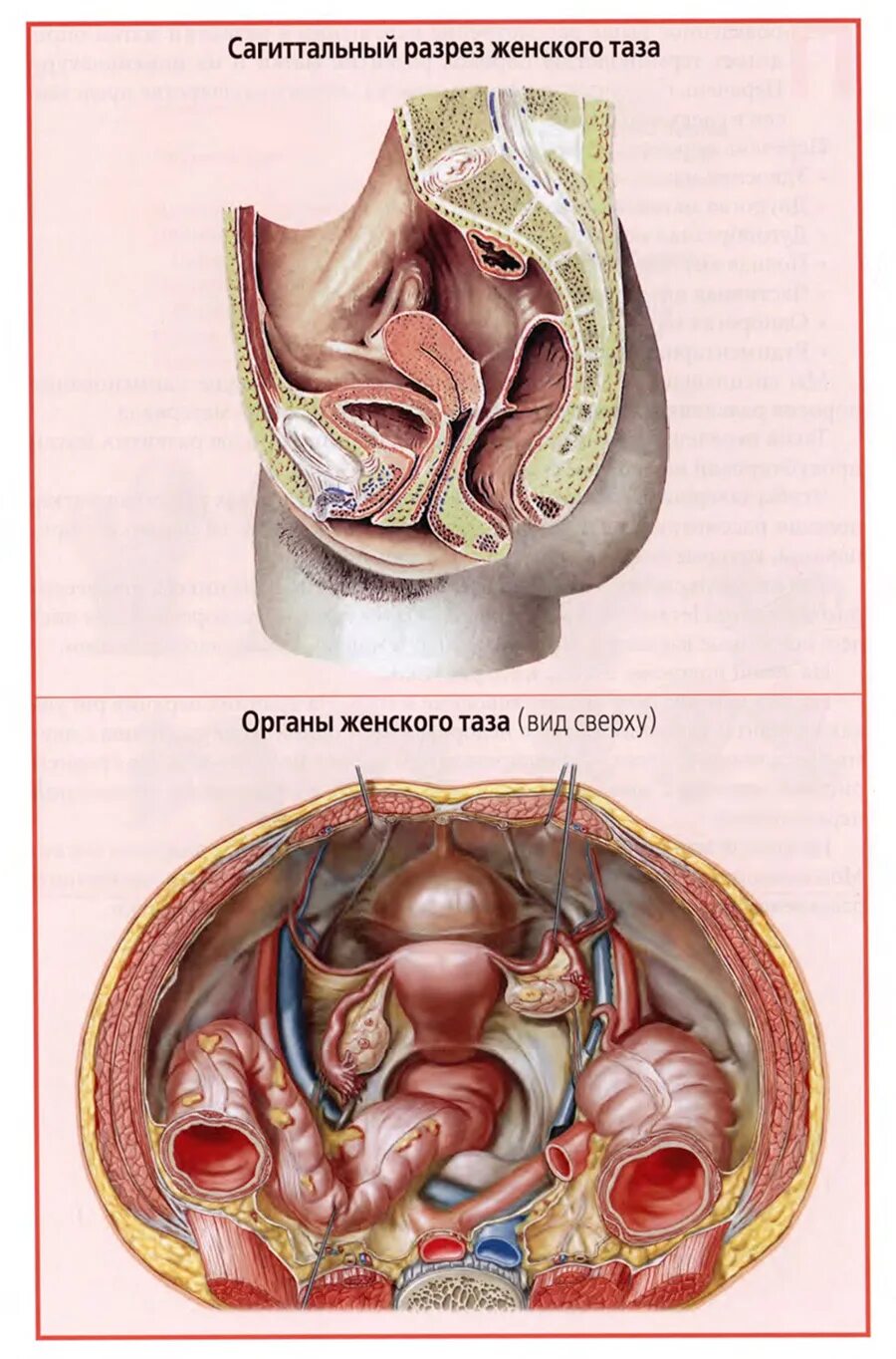 Анатомия строения женских органов малого таза. Органы малого таза у женщин. Строение малого таза у женщин. Органы малого таза у женщин схема. Женская внутренняя половая система