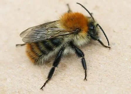 Bombus Bombus Шмель
