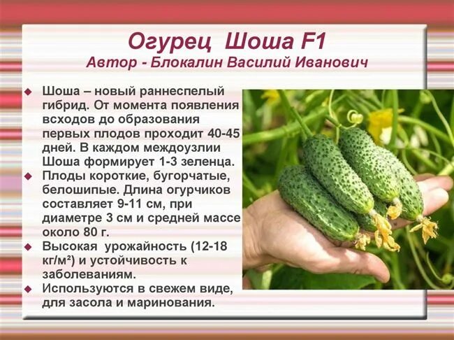 Огурец "Шоша F1"