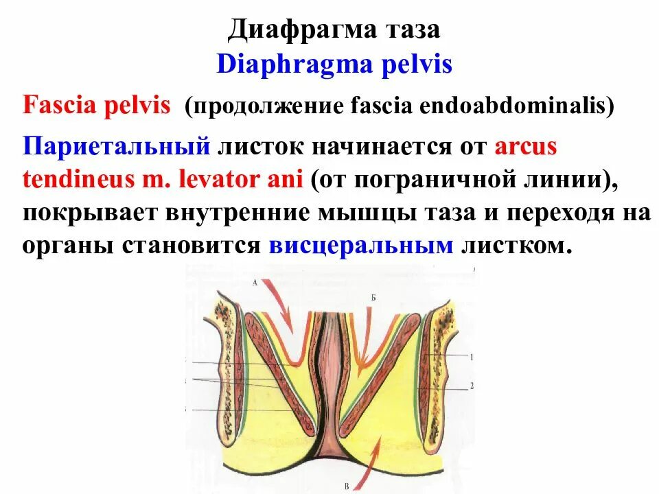 Фасции мочеполовой диафрагмы. Диафрагма малого таза анатомия. Строение диафрагмы таза. Диафрагма таза топографическая анатомия. Диафрагмы таза топография.