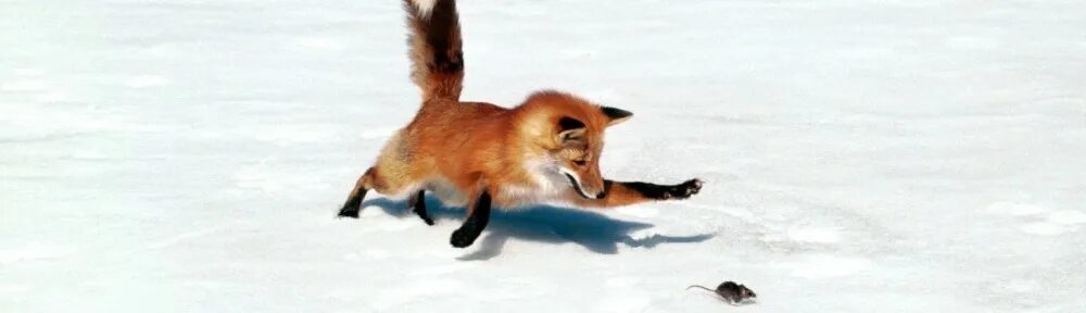 Лисица гонится за косулей скорость лисицы 11. Лиса прыгает. Лиса охотится. Лиса гонится за зайцем. Лиса на охоте зимой.