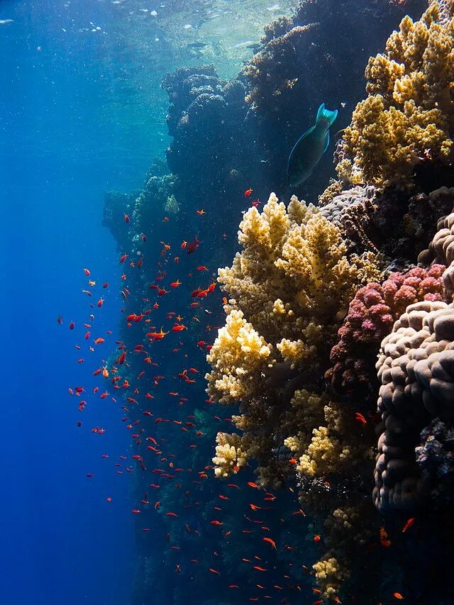 Eilat Coral Beach Nature Reserve - Israel Nature and Parks Authority