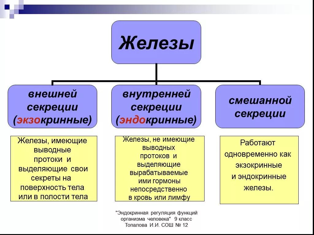 Схема виды желез человека. .Система желез внутренней секреции. Функции. Железы внешней внутренней и смешанной секреции строение. Схема железы внешней секреции. Чем характеризуются железы внешней секреции