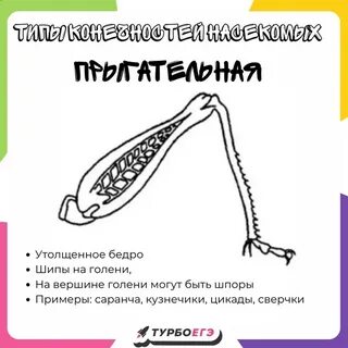 Строение конечностей насекомых сходства и различия