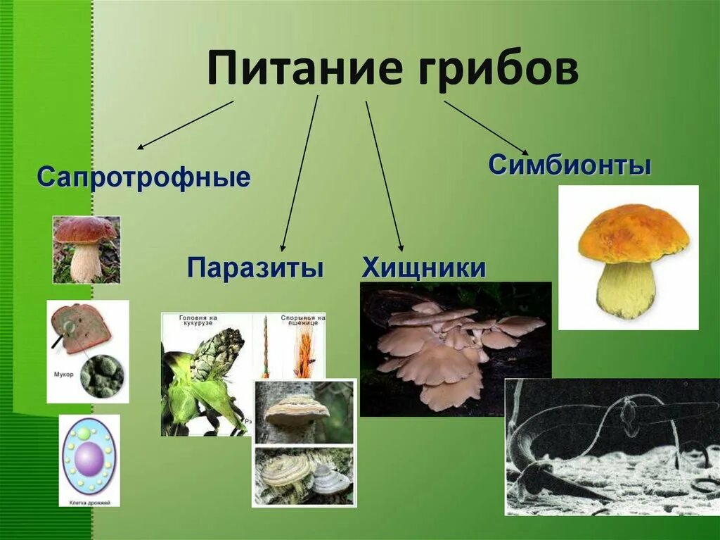 Биология тема грибы. Царство грибы биология. Грибы тема по биологии. Питание грибов. Группы грибов по питанию