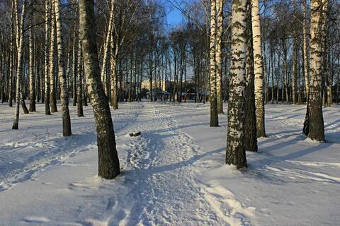 Березовая роща киселевск