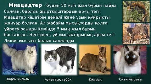 Өте қызықты порно