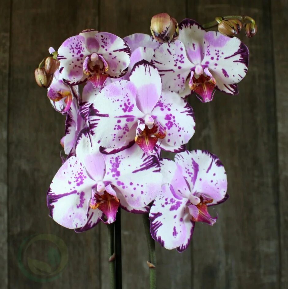 Phalaenopsis Orchid 'Magic Art' (Phalaenopsis hybrid) 'Magic Art' is referred to