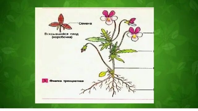 Проверочная по покрытосеменным. Строение цветковых растений. Строение покрытосеменных. Лабораторная работа строение цветкового растения. Строение цветкового растения.