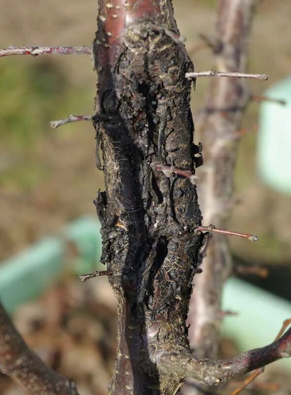 Почему трескается ствол. Почему трескается ствол. Почему трескается ствол. Бороздование коры яблони. Цитоспороз ствола груши.
