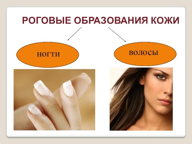 4 роговые образования кожи. Волосы и ногти кожные роговые образования. роговые образования кожи. ногти и волосы это роговые образования кожи. волосы и ногти.