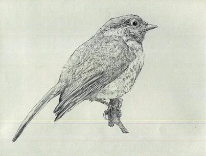 As a bird