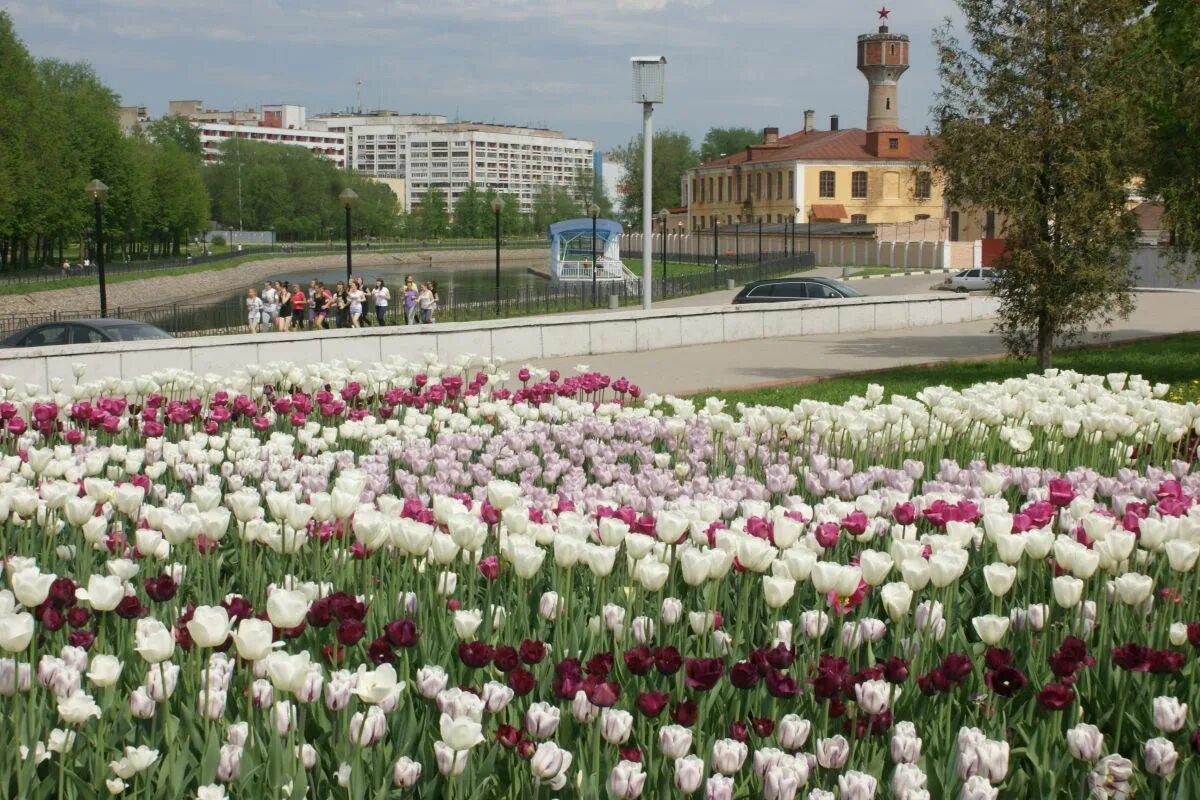 иваново 2022 лето тюльпаны. тюльпан триумф денмарк. тюльпаны в городе. тюльпаны люберцы. тюльпаны люберцы.