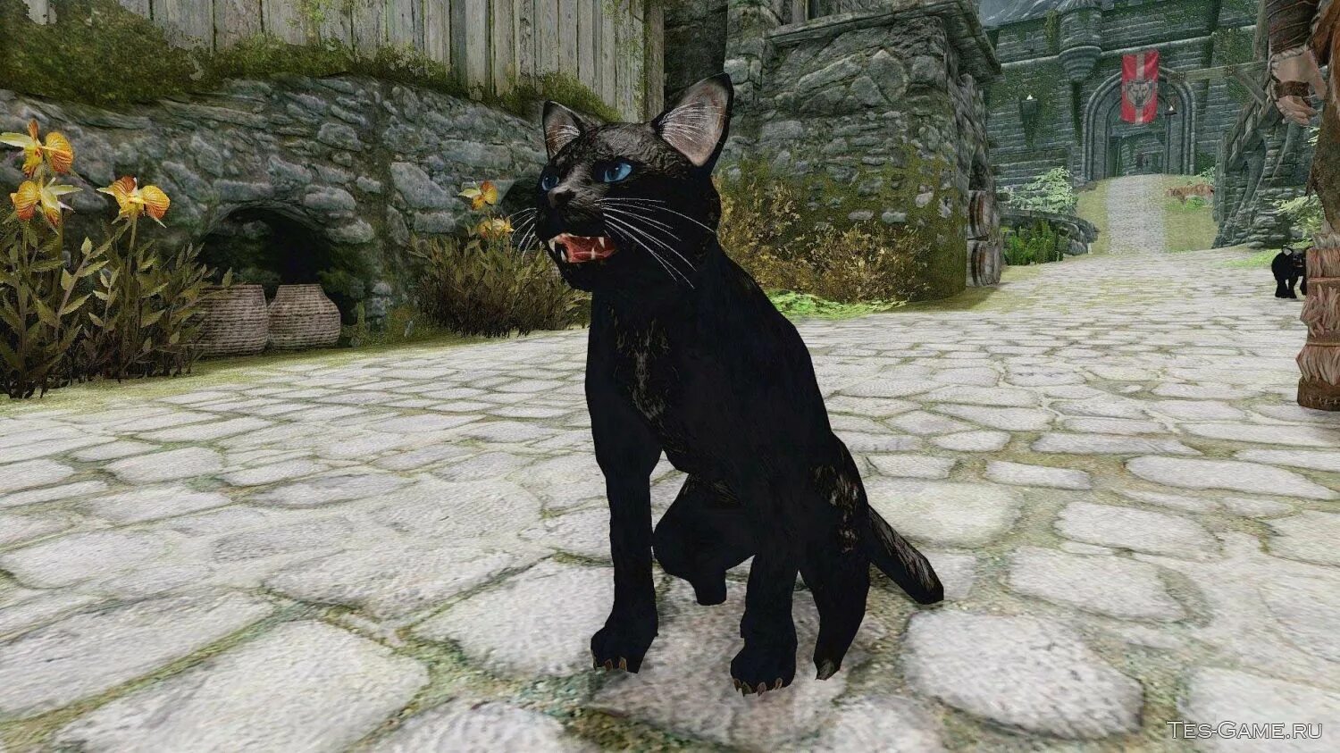 Мод жизнь кота. The elder scrolls v skyrim питомцы. tes oblivion питомцы. котик скайрим. скайрим мод на питомцев.