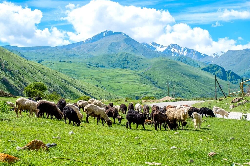 Основные занятия кавказа. Чегемское ущелье Кабардино Балкария пастбища. Пастух овец в Кабардино Балкарии. Пастбище овцеводство Армении. Кабардино-Балкария сельское хозяйство.