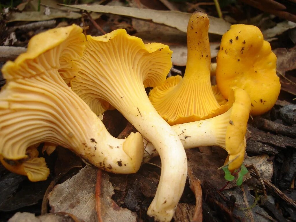 зимние лисички грибы. грибы петушки и лисички. лисичка бархатистая гриб. съедобные грибы крыма лисички. поздняя лисичка гриб.