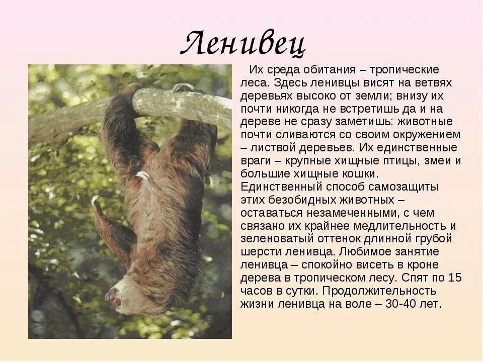 Сообщение о животных тропического леса 1 класс. Сообщение о ленивце. ленивец доклад. ленивец презентация. краткое сообщение о ленивце.