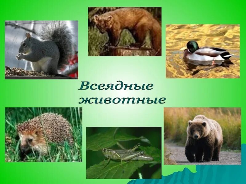 Примеры всеядных животных