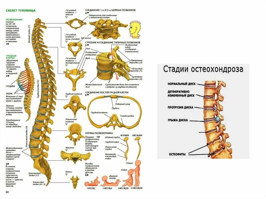 Позвоночник человека строение нумерация позвонков анатомия. Позвонок грудного отдела анатомия. Позвоночный столб анатомия строение. Строение позвоночника с нумерацией позвонков.