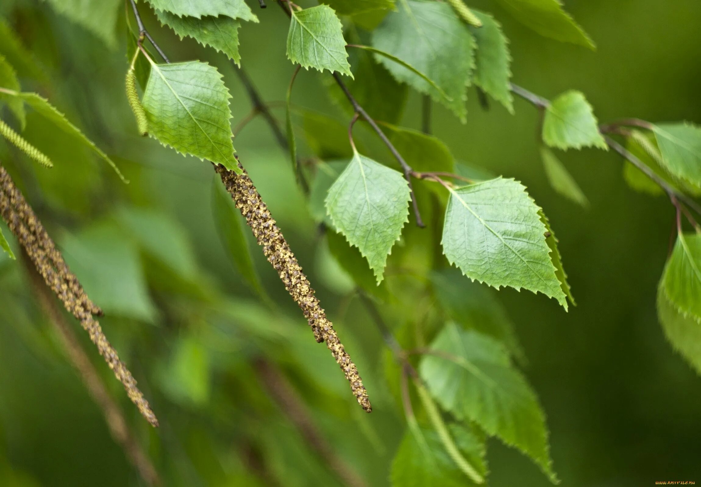 Береза обыкновенная (Betula Alba). Осина обыкновенная (Populus tremula). Береза бородавчатая листья. Береза повислая ветка. Купить березу нижний новгород