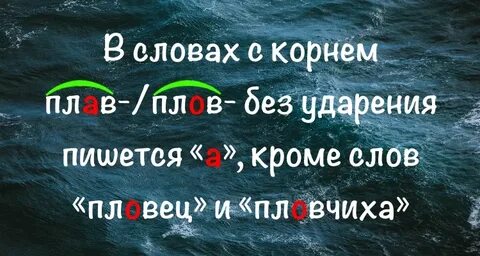 Пловец написание