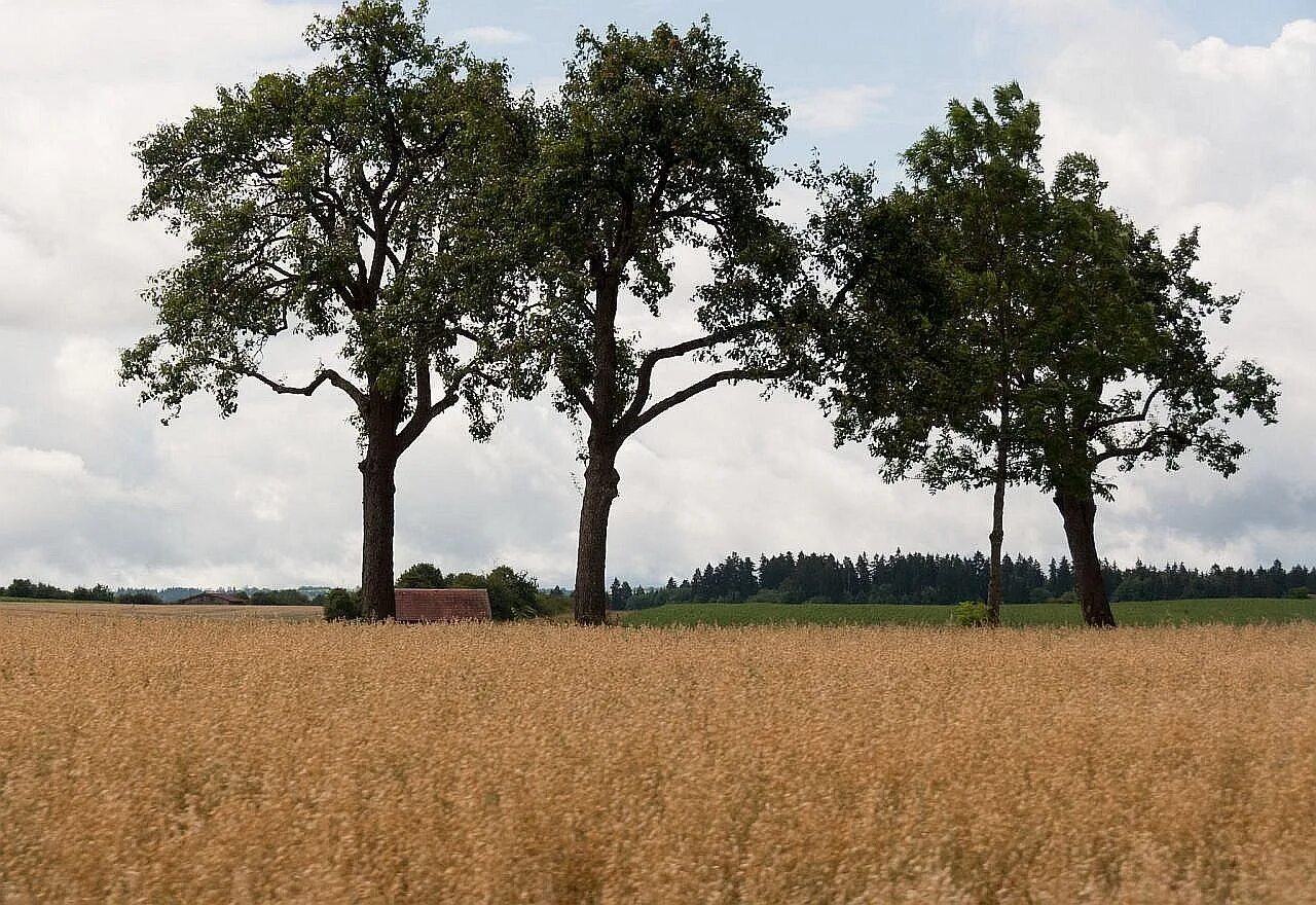 Глазов три тополя. Тополей 3. Тополей 3. Тополь на плющихе. Тополей 3.
