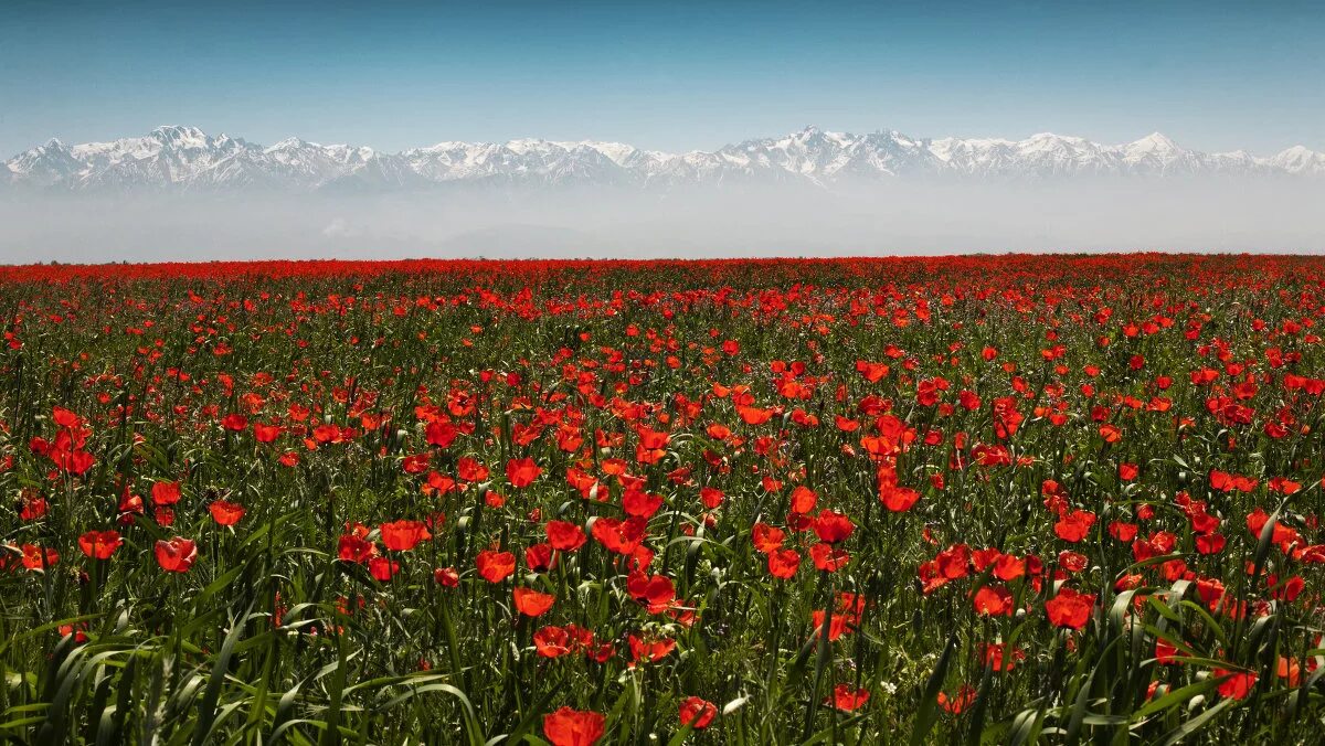 ущелье горельник алматы. алма-ата столица казахстана. совхоз алатау алматы. под алматы. алма-ата 2021 город.