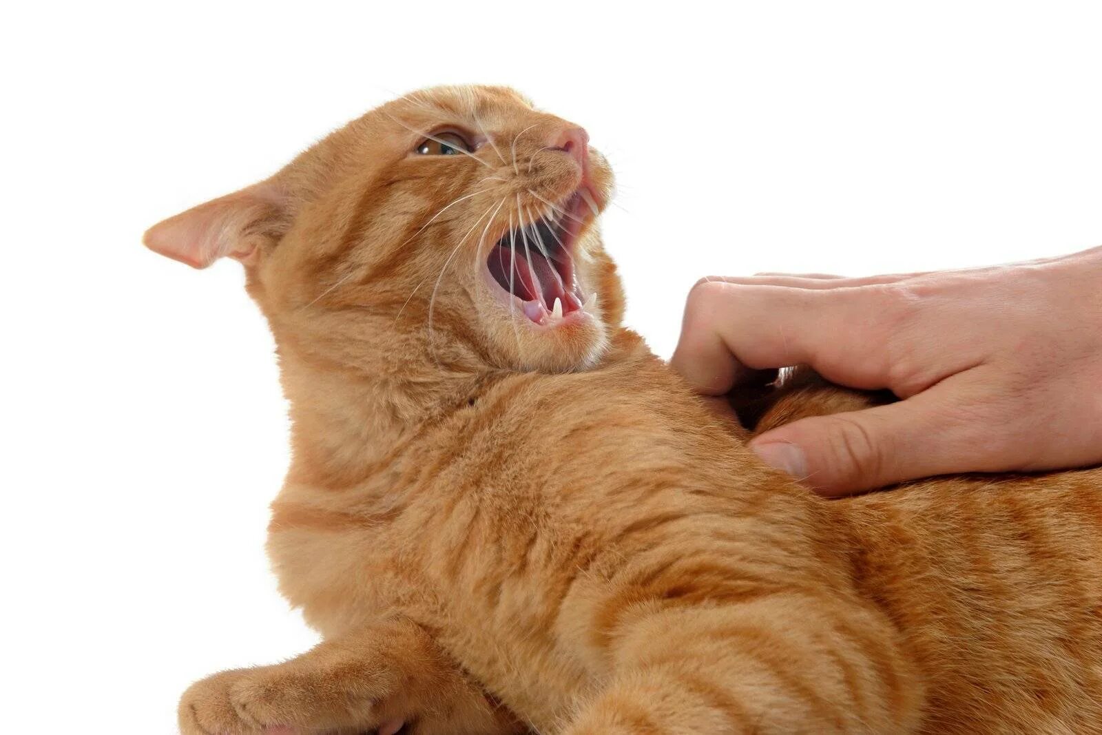 Кошка кусается. Кот кусает руки сон. Кошка на руках. Гладить кота. Черный котенок на руках.
