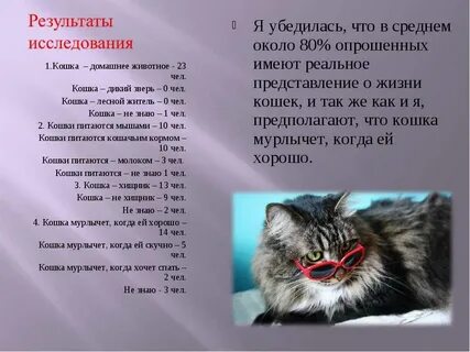 Кошка громко мурлыкает