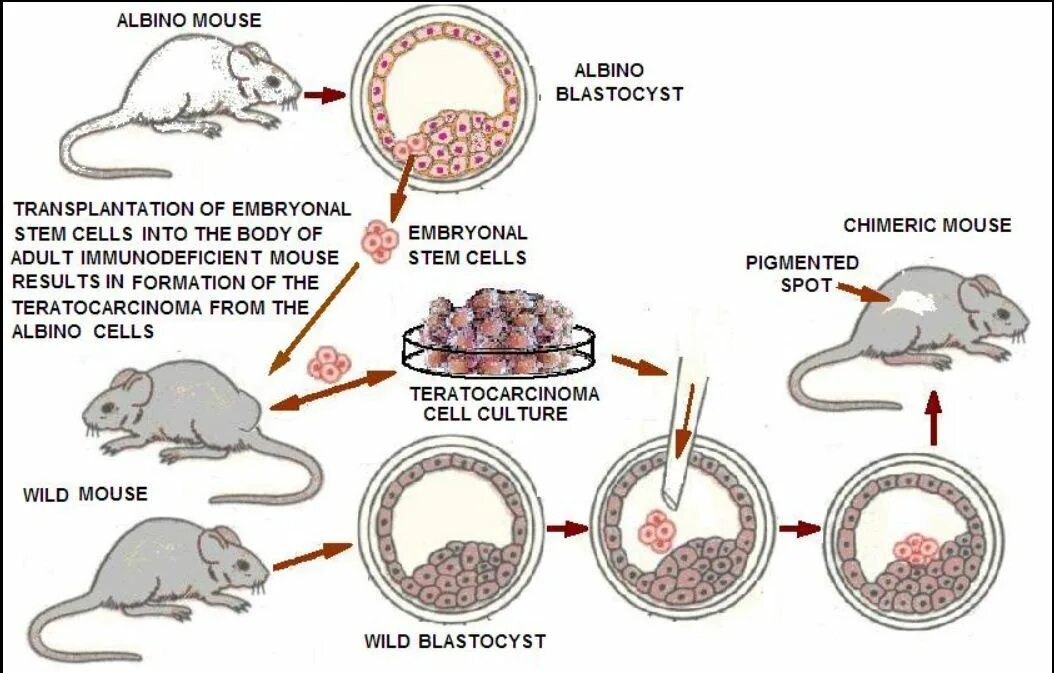 Пересадка ядер клеток эмбрионов. Трансплантация эмбриональных стволовых клеток. Эмбриональные стволовые клетки мыши. Трансплантация эмбрионов схема. Клеточная инженерия животных.