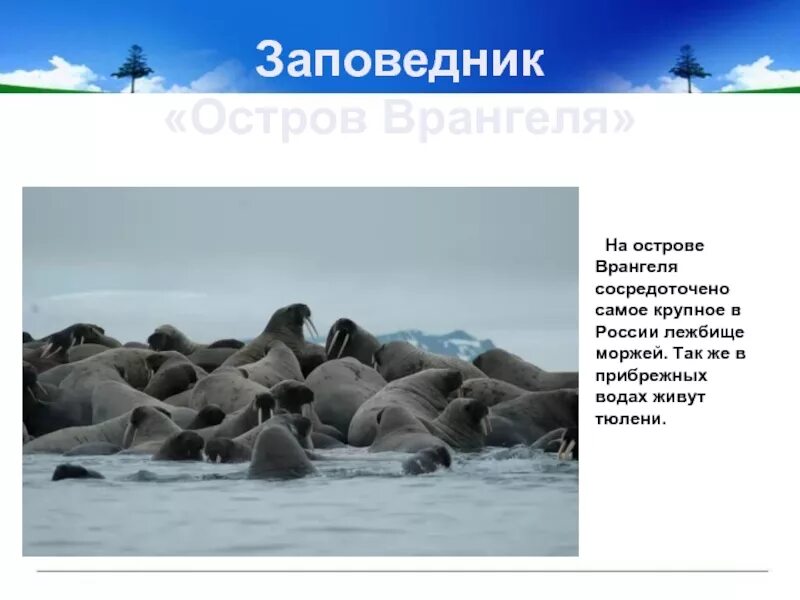 Природная зона врангеля. Заповедники россии остров врангеля. заповедник остров врангеля презентация. какие животные живут на острове врангеля. остров врангеля заповедник объекты охраны.