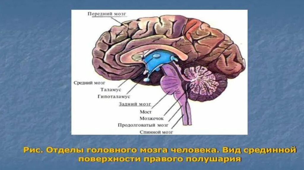 Размер переднего мозга. Передний мозг. Головной мозг медунивер. Головной мозг строение мед универ.
