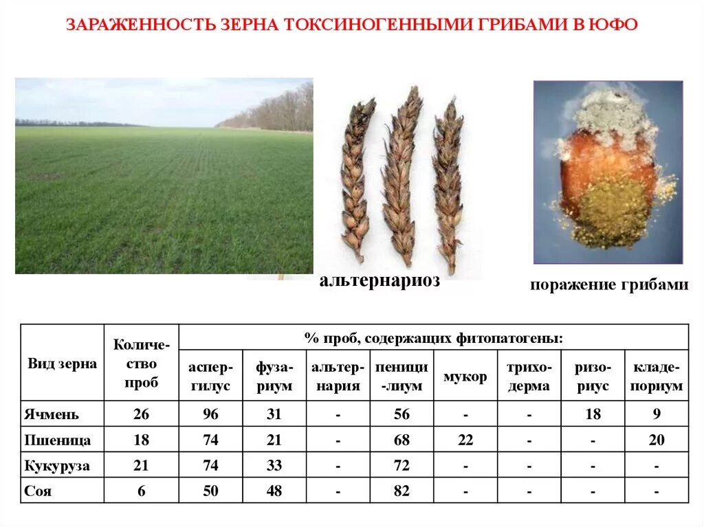 Виды зараженности зерна. Степени зараженности зерна. Зараженность пшеницы. Степени зараженности зерна вредителями.