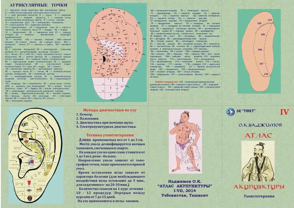 биологически активные точки на ушной раковине. акупунктурные точки на ухе человека схема. аурикулотерапия. акупунктурные точки на ушах. аурикулотерапия точки.
