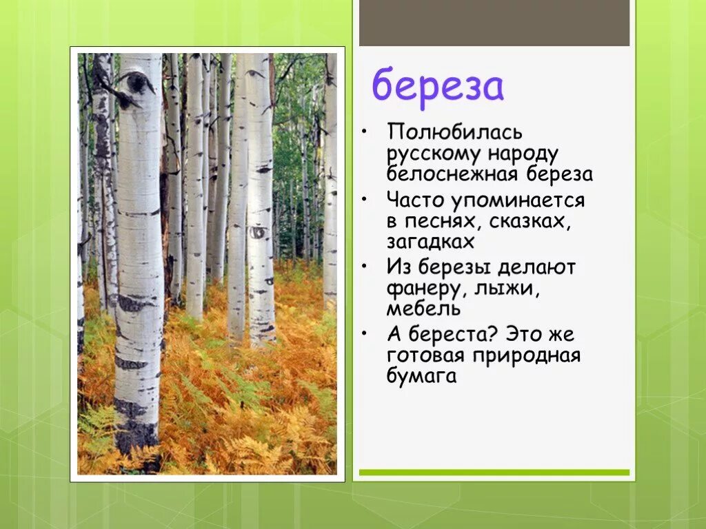 Березка 8 9. Загадка про березу. Сказка о Березе. Загадка про березу для детей. Загадка про березку.