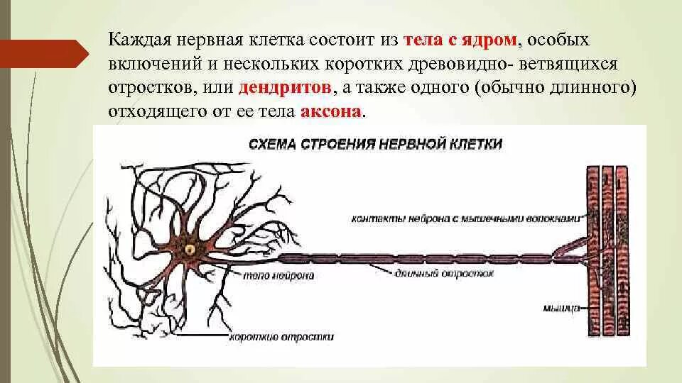 Чем состоит функция длинных отростков нервных клеток. Клетки нервной ткани схема. структура нервной ткани. нервная ткань схема. особенности клеток нервной ткани.