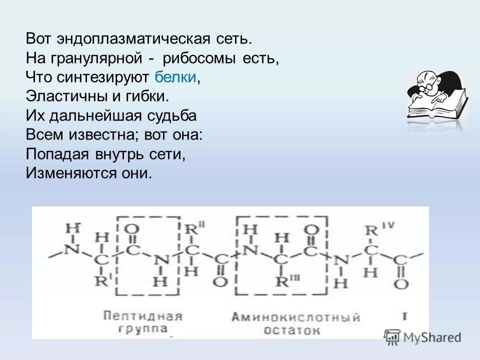 Пептидная группа атомов