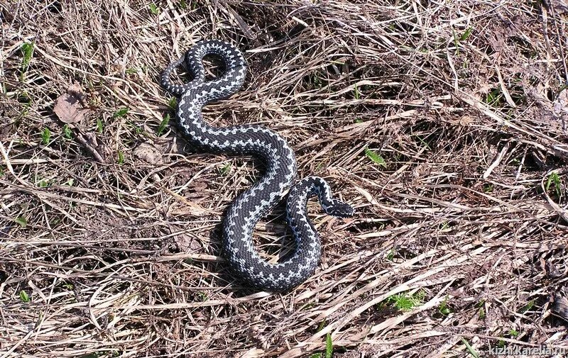 Обыкновенная гадюка (Vipera berus). Обыкновенная гадюка - Vipera berus (Linnaeus, 1758). Гадюка обыкновенная Болотная. Черная Болотная гадюка.