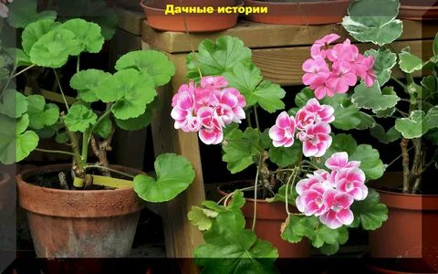 Уход за геранью