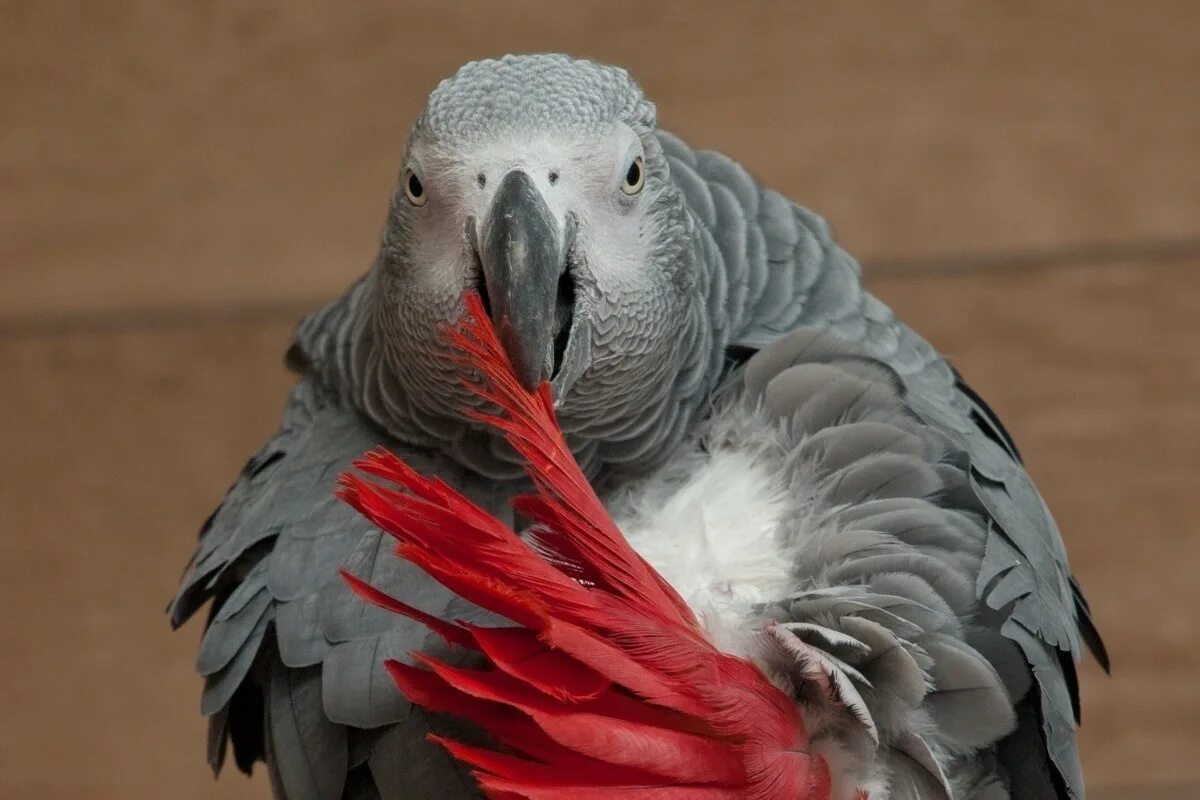 Говорящий попугай 4. Попугай жако. African Grey Parrot. Серый попугай жако. Попугай жако ВК.