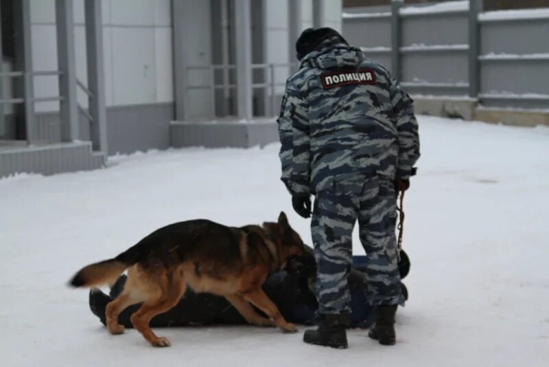 Приказы кинолога. Пермский зональный центр кинологической службы. Центр кинологической службы МВД. Здание кинологической службы. Кинологический центр здание.