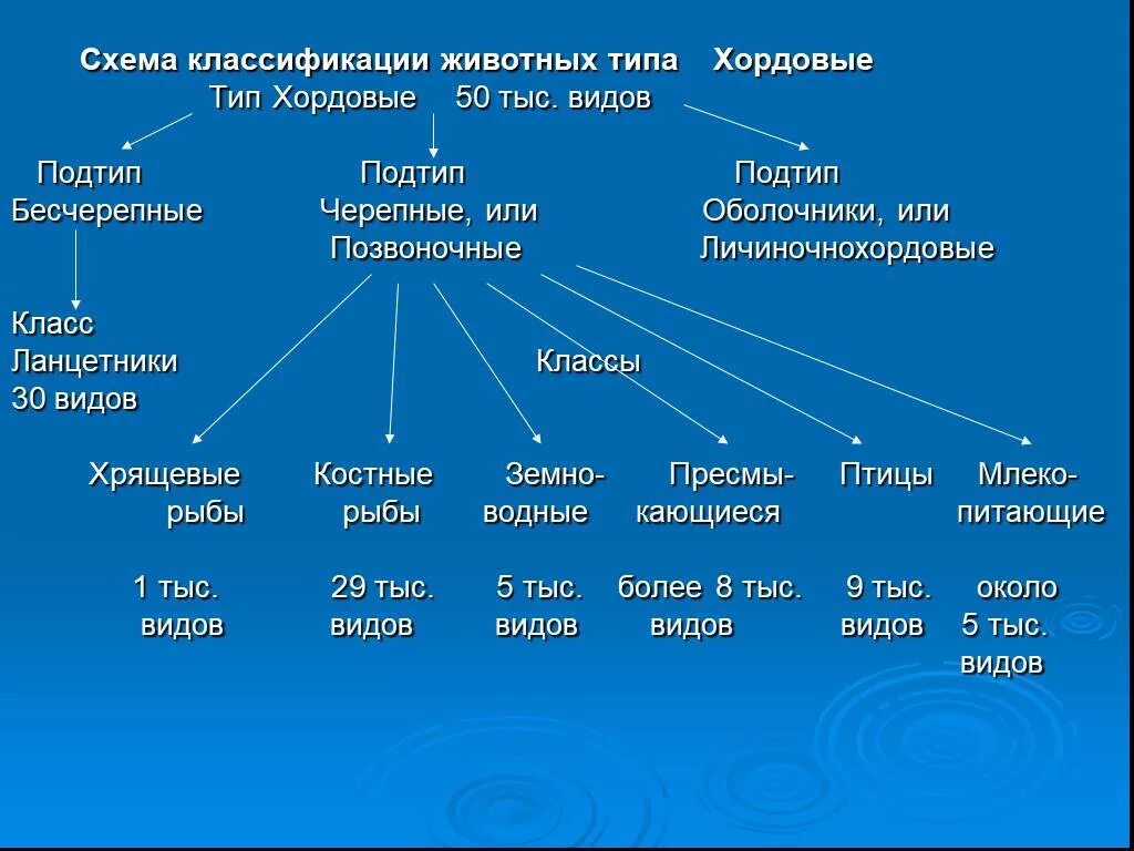 Сколько бывает классов. Классификация хордовых отряды. Хордовые классы животные классификация. Тип Хордовые Подтип Черепные животные. Тип Хордовые систематика схема.