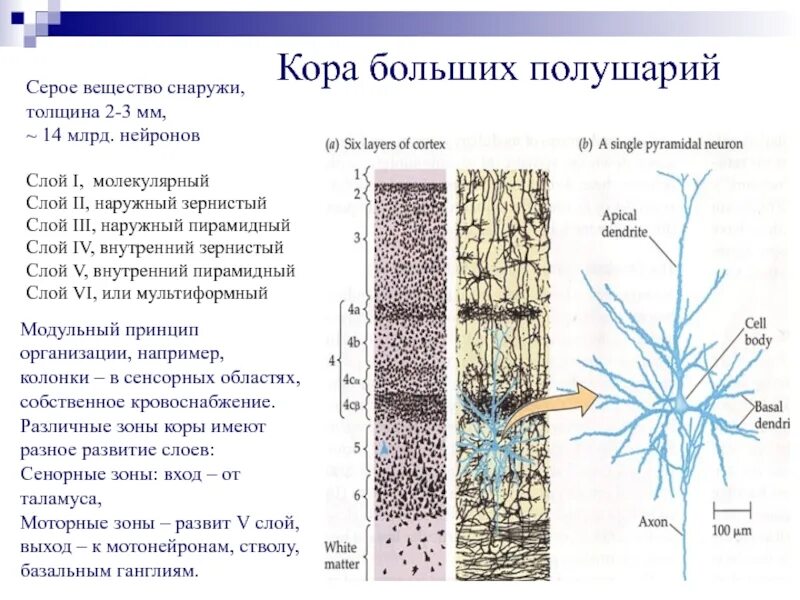 Кора больших полушарий головного мозга строение. Строение коры больших полушарий 6 слоев. Шестислойное строение коры головного мозга. Типы коры больших полушарий. Типы коры больших полушарий.