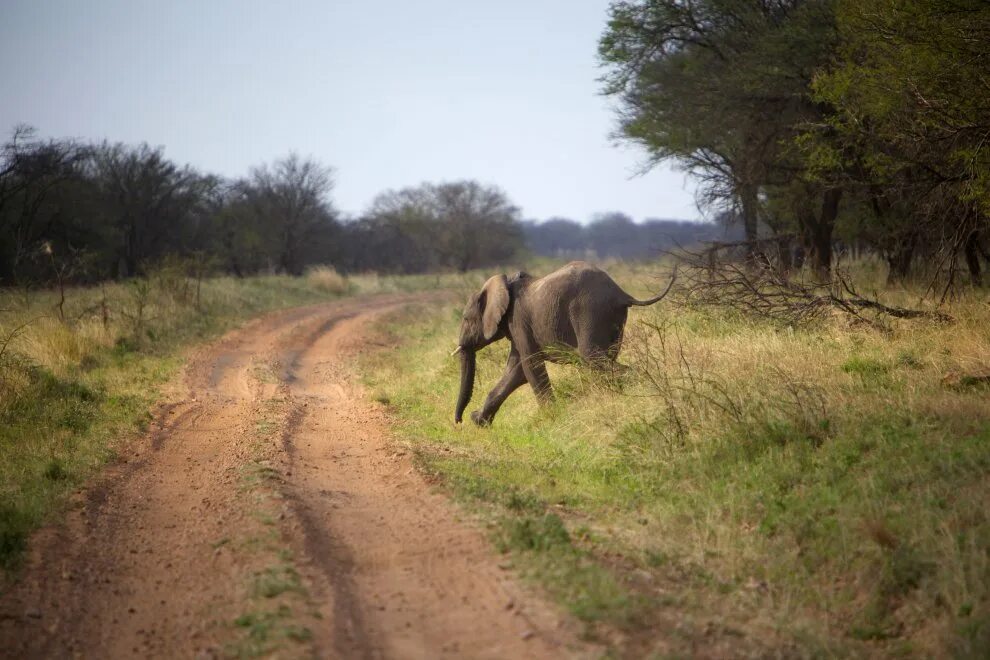 ИСЛОН фото. ИСЛОН. К чему снится слон бегающий по стадиону. An elephant can run