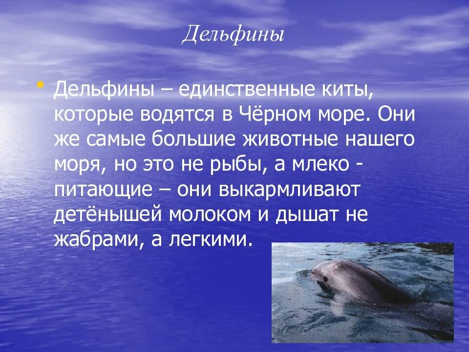Растения и животные черного моря 4 класс. Интересные факты о растениях или животных побережья черного моря. интересные факты о животных побережья черного моря для 4 класса. 2-3 интересных факта о животных побережья чёрного моря. интересные факты о животных побережья черного моря.
