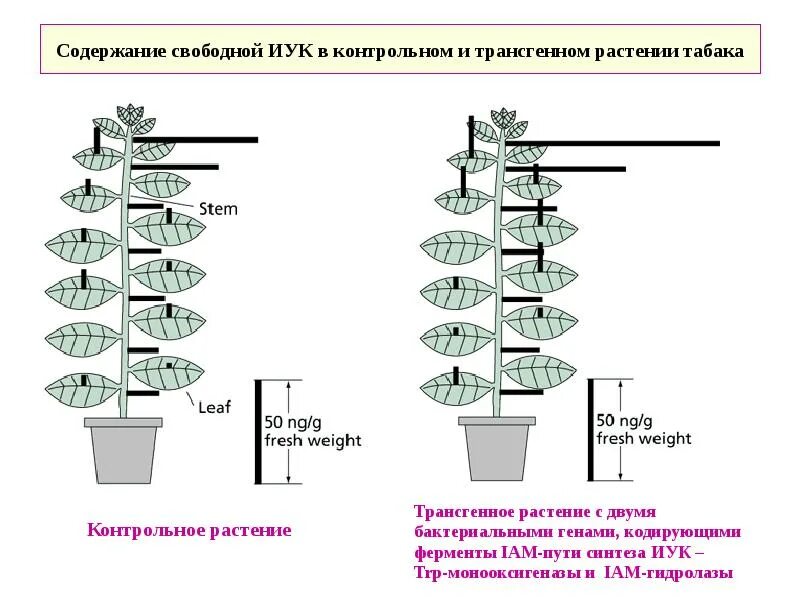 В чем особенность роста у растений. Трансгенное растение табака. Стадии развития табака. Табак растение схема. Этапы роста табака.