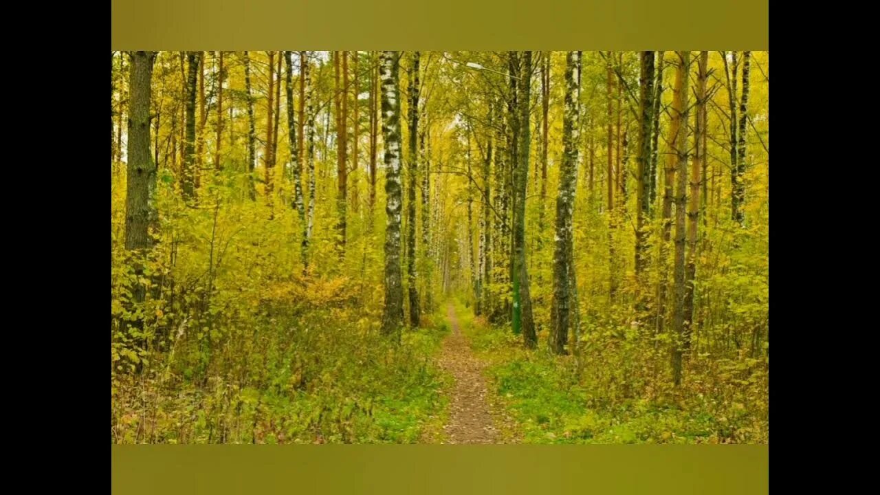 Грибной лес. Балонский в лесу. Лес the forest. Балонский в лесу. Стихи про осень.