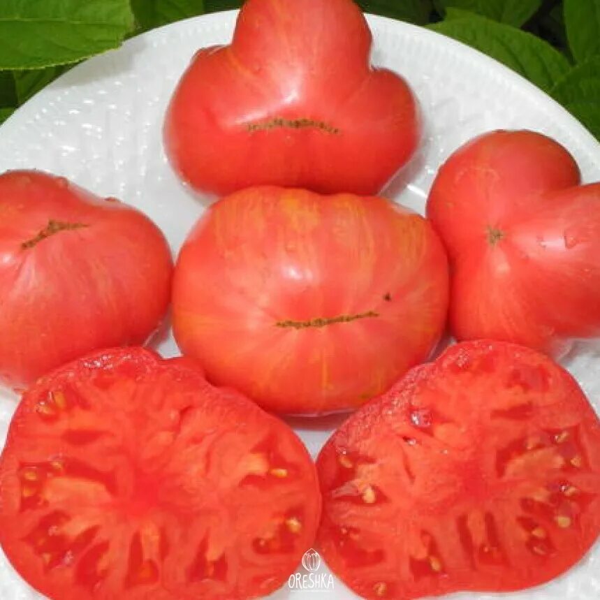 Гном жар птица томат. Сладкая жар птица. Томат жар птица сладкая. Гном жар птица томат. Помидоры гном жар птица сладкая.