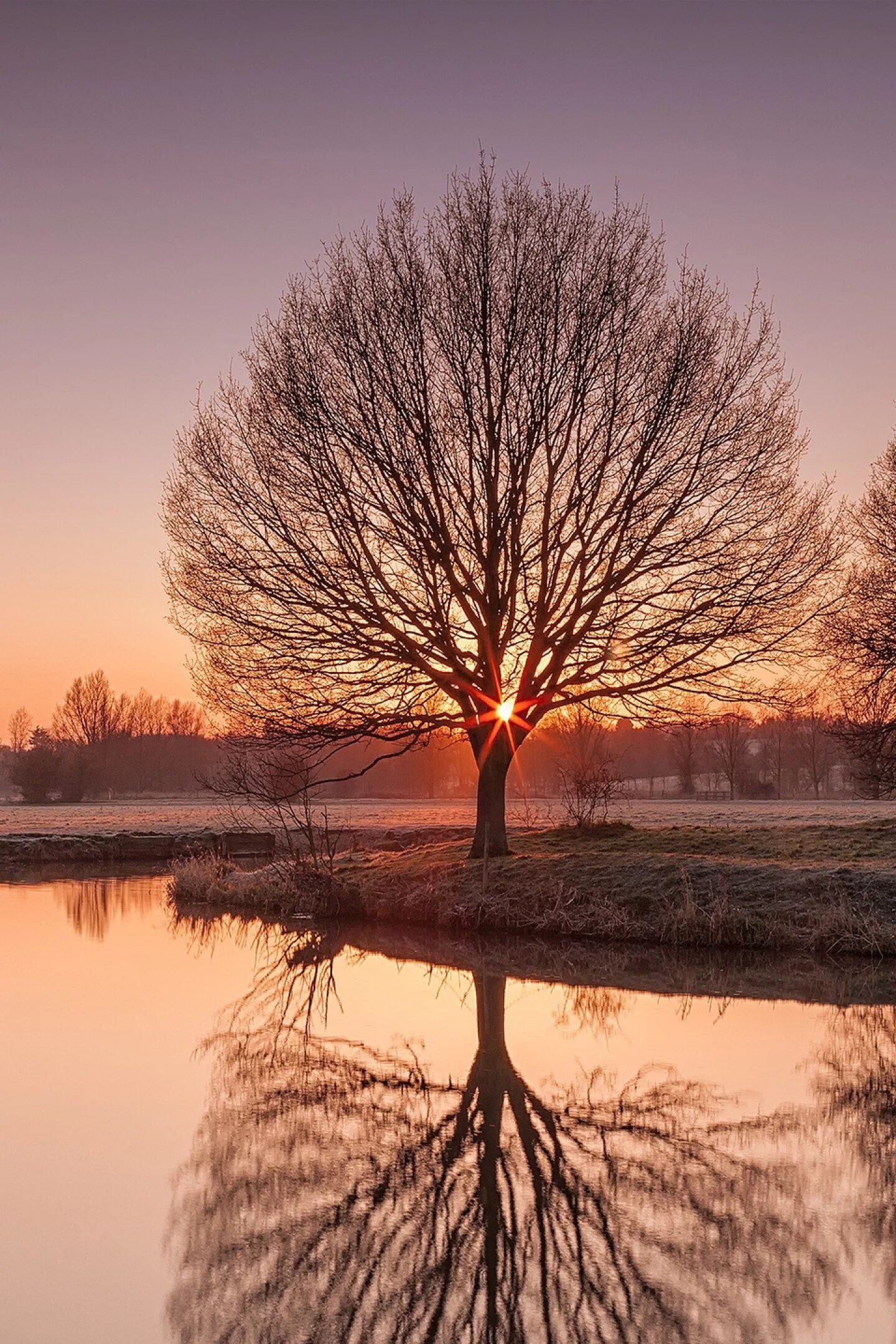 Phone tree