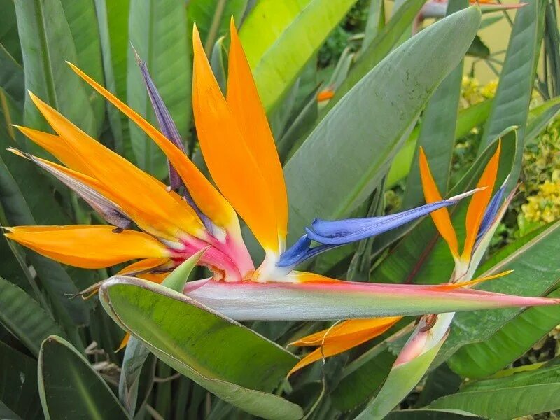 Strelitzia Reginae Стрелиция Королевская. Стрелиция Николая Королевская. Стрелиция королевская купить